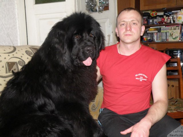 Фото: ньюфаундленд Vincent Black King Super Mishka