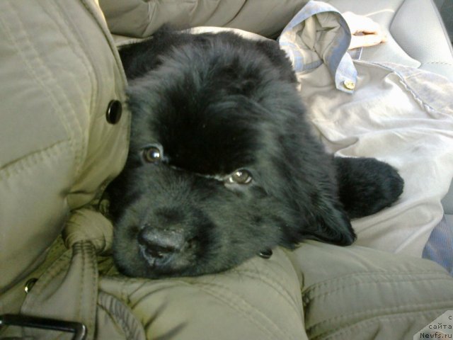 Фото: ньюфаундленд CHak CHerokki (Чак Черокки)