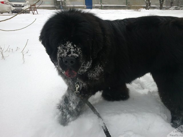 Фото: ньюфаундленд CHak CHerokki (Чак Черокки)