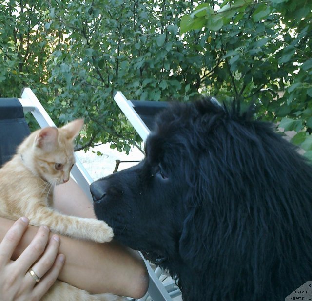 Фото: ньюфаундленд CHak CHerokki (Чак Черокки)