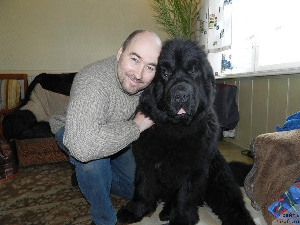 Фото: ньюфаундленд Akvatoriya Kelvin Uspeh (Акватория Келвин Успех)