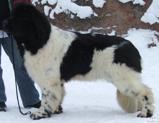 Фото: ньюфаундленд Plushevayа Panda Haira (Плюшевая Панда Хаира)