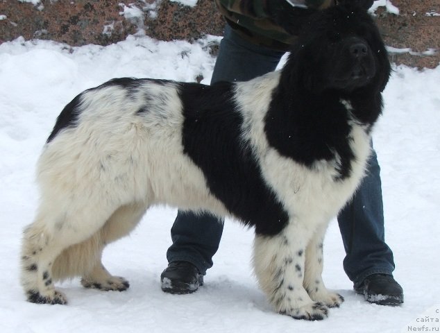 Фото: ньюфаундленд Plushevayа Panda Haira (Плюшевая Панда Хаира)