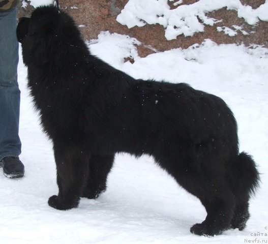 Фото: ньюфаундленд Take It Slowly Braveheart