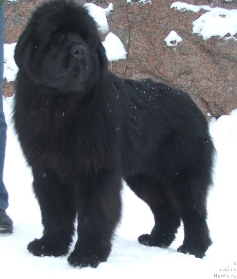 Фото: ньюфаундленд Take It Slowly Braveheart