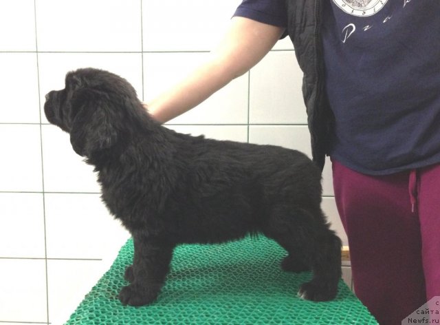 Фото: Акватория Келвин Церемония