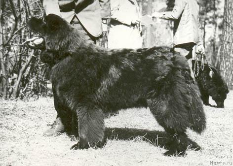 Фото: ньюфаундленд Serdjam Nays Nemo (Серджам Найс Немо)