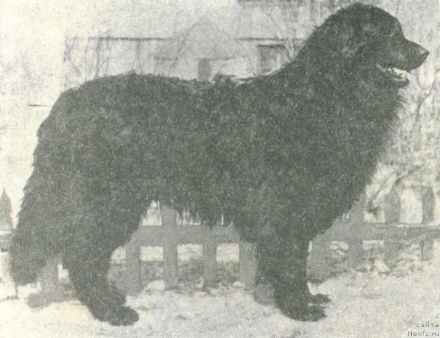 Фото: ньюфаундленд Martyin (Мартын)