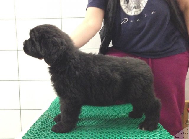 Фото: Акватория Келвин Цейлон