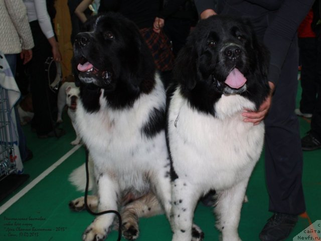 Фото: ньюфаундленд Pitern'yuf Hubba-Bubba (Питерньюф Хубба-Бубба), ньюфаундленд Mag Ispolin Moya Volshebnaya Mechta (Маг Исполин Моя Волшебная Мечта)