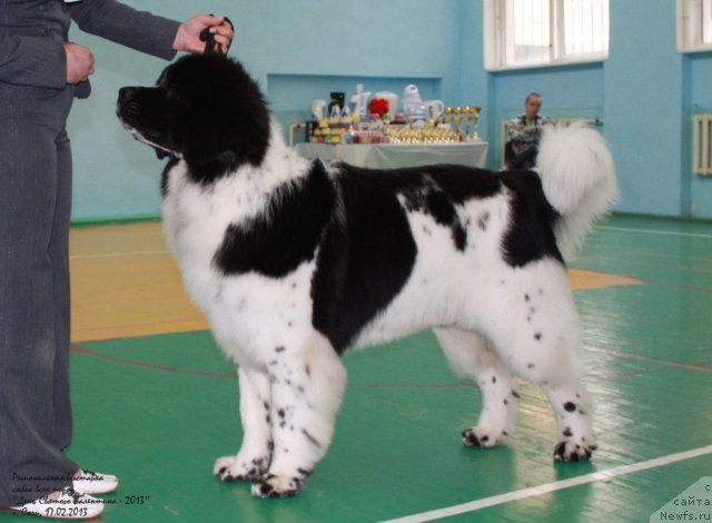 Фото: ньюфаундленд Pitern'yuf Hubba-Bubba (Питерньюф Хубба-Бубба)