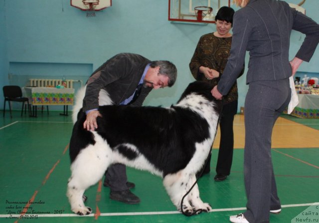 Фото: ньюфаундленд Pitern'yuf Hubba-Bubba (Питерньюф Хубба-Бубба)