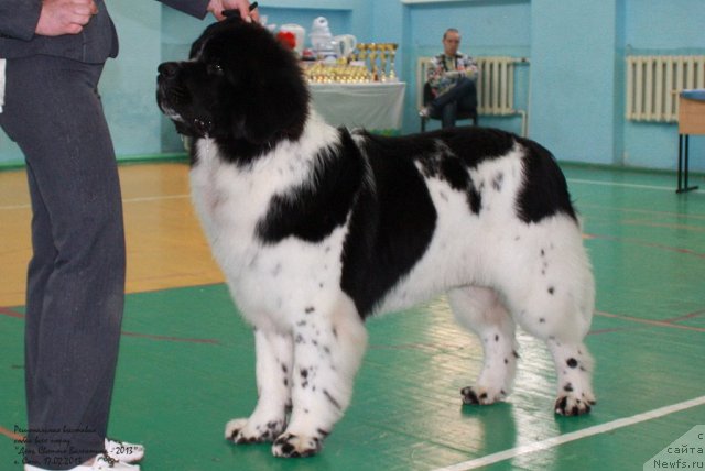 Фото: ньюфаундленд Pitern'yuf Hubba-Bubba (Питерньюф Хубба-Бубба)