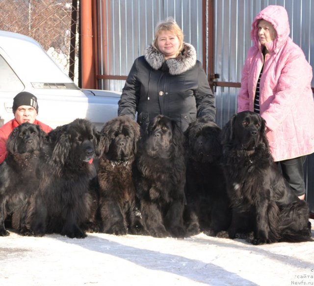 Фото: ньюфаундленд Sof'ya Golden Djess (Софья Голден Джесс), ньюфаундленд Gloriya Blyek Daymond (Глория Блэк Даймонд), ньюфаундленд Simbad Pokoritel' Morey (Симбад Покоритель Морей), ньюфаундленд Nefertiti Krasavica Gryadet (Нефертити Красавица Грядет), ньюфаундленд Skarlet O'Hara (Скарлет О'Хара), [d10971]Дима, Elena Votchal (Елена Вотчал), Valentina Kir'yanova (Валентина Кирьянова)