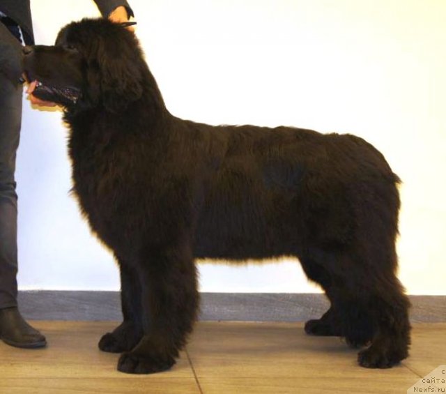 Фото: ньюфаундленд Smigar Severnaya Verona (Смигар Северная Верона)