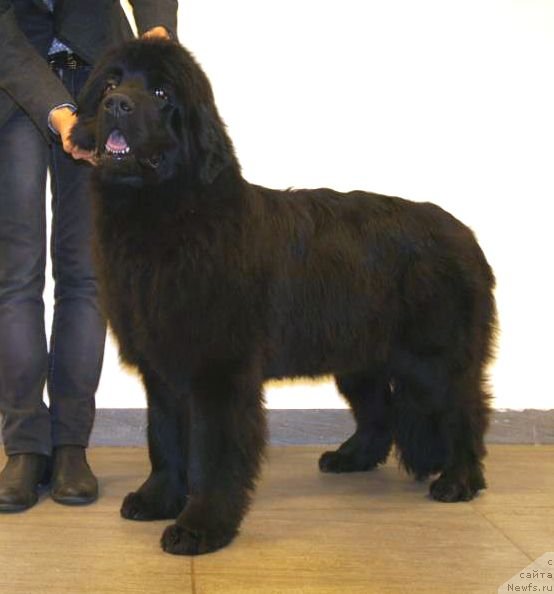 Фото: ньюфаундленд Smigar Severnaya Verona (Смигар Северная Верона)
