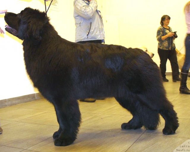 Фото: ньюфаундленд Smigar Severnaya Verona (Смигар Северная Верона)