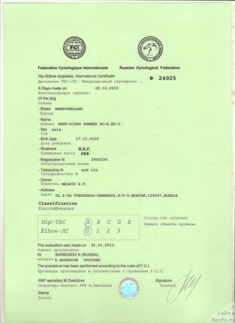 Фото: ньюфаундленд Sent Djons Hummer (Сент Джонс Хаммер)