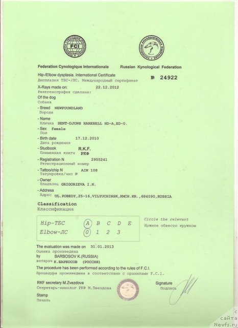 Фото: ньюфаундленд Sent Djons Harebell (Сент Джонс Харебелл)