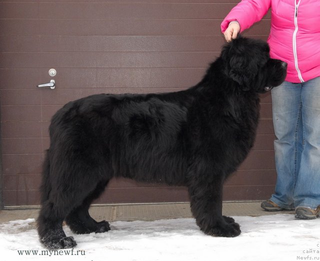 Фото: ньюфаундленд Sent Djons Harebell (Сент Джонс Харебелл)