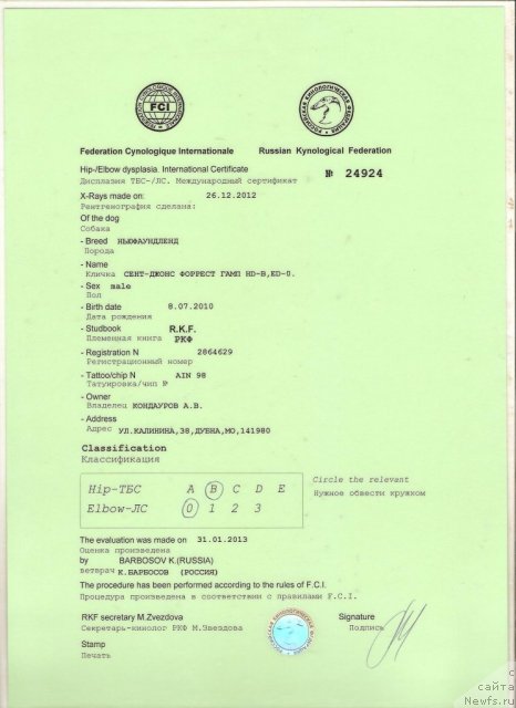 Фото: ньюфаундленд Sent Djons Forrest Gump (Сент Джонс Форрест Гамп)