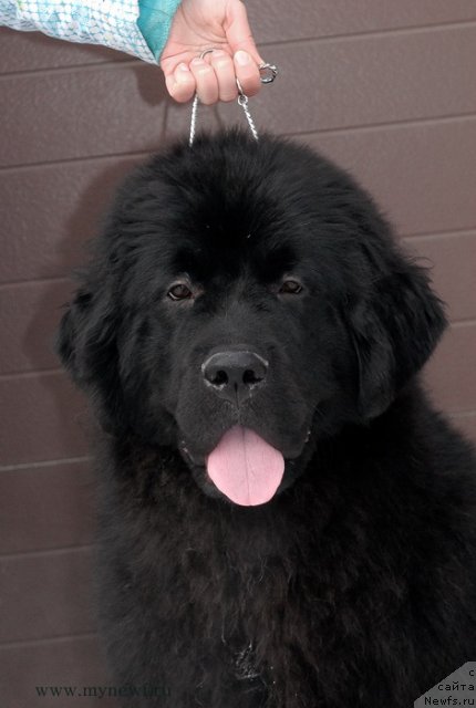 Фотография № 117151