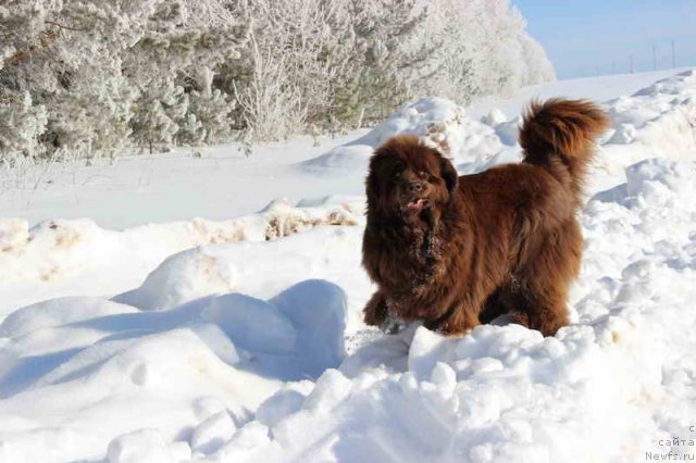 Фото: ньюфаундленд Barhatka Roskoshnaya (Бархатка Роскошная)