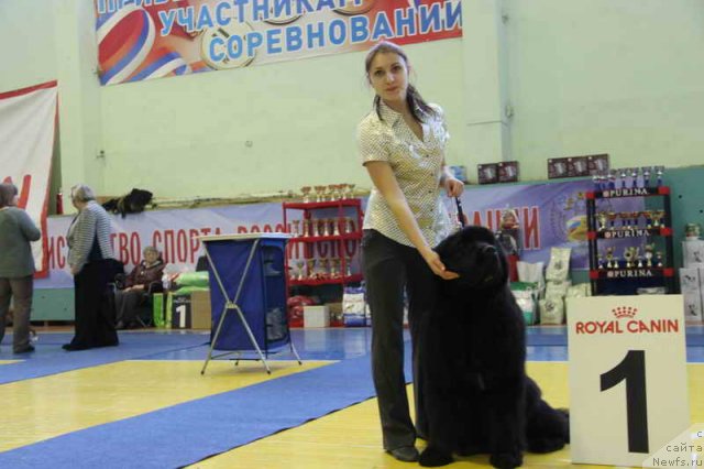 Фото: ньюфаундленд Aquatoriya Kelvin Fiona (Акватория Келвин Фиона), Viktoriya Soldatenko (Виктория Солдатенко)