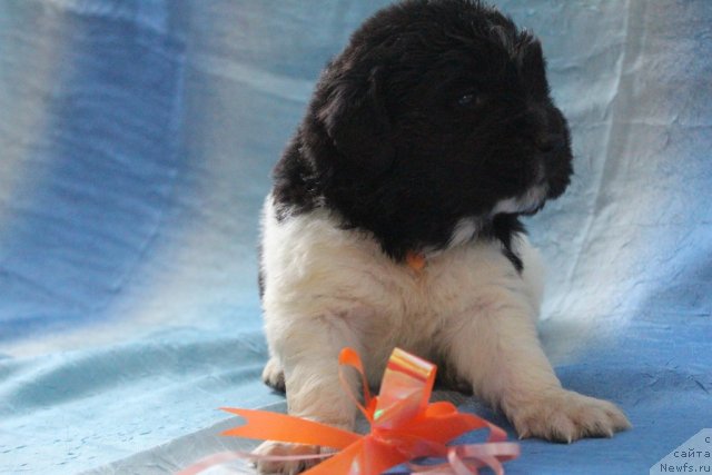 Фото: Оранжевая лента