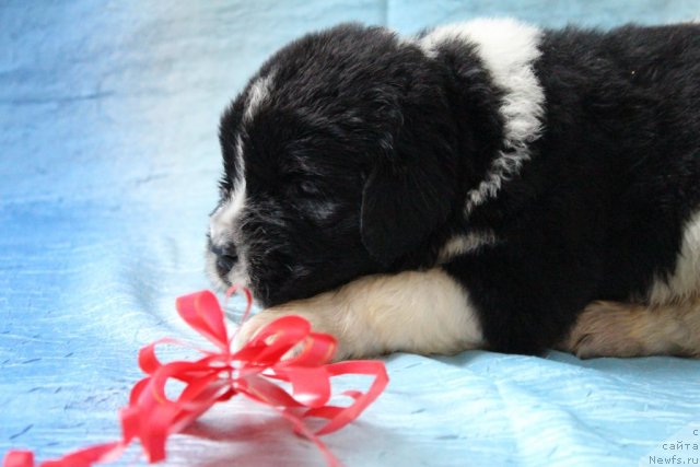 Фото: красная лента