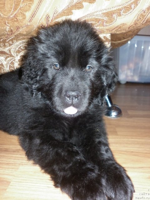 Фото: Созвездие Пармы Бриджит Бьютифул