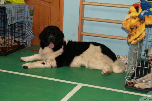 Фото: ньюфаундленд Mag Ispolin Moya Volshebnaya Mechta (Маг Исполин Моя Волшебная Мечта)