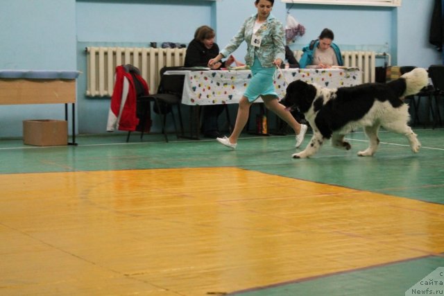 Фото: ньюфаундленд Mag Ispolin Moya Volshebnaya Mechta (Маг Исполин Моя Волшебная Мечта)