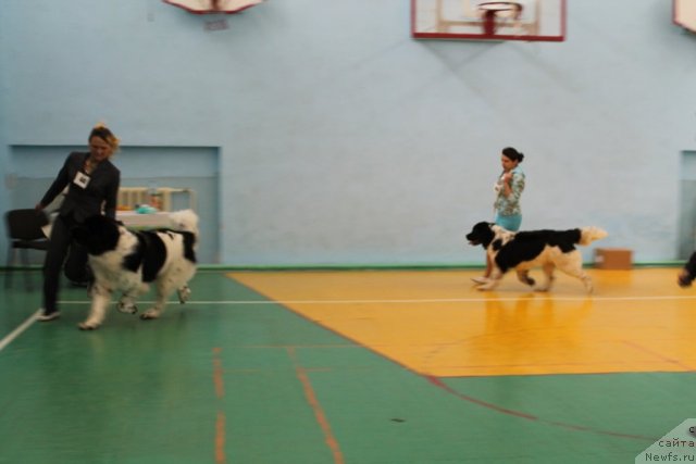 Фото: ньюфаундленд Mag Ispolin Moya Volshebnaya Mechta (Маг Исполин Моя Волшебная Мечта)