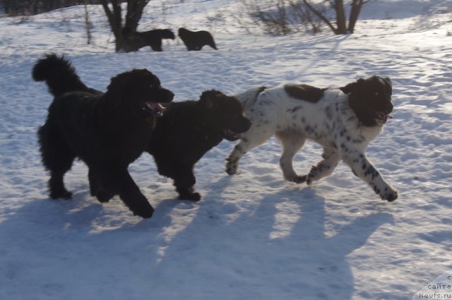 Фотография № 117207