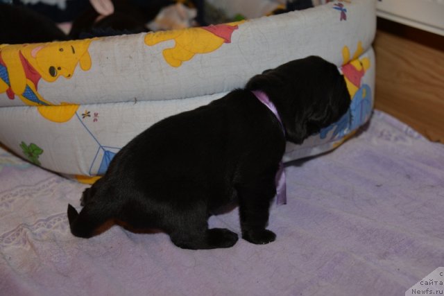 Фото: ньюфаундленд Beguschaya po Volnam Hand Made (Бегущая по Волнам Ханд Маде)