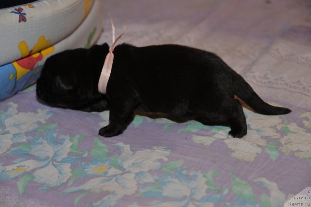 Фото: ньюфаундленд Beguschaya po Volnam Hand Made (Бегущая по Волнам Ханд Маде)