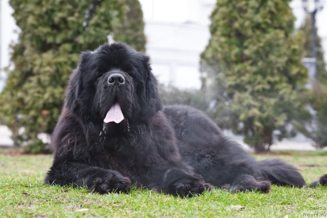 Фото: ньюфаундленд Moonlinght Midnight Bear