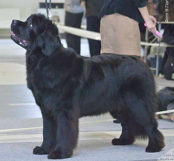 Фотография № 117263