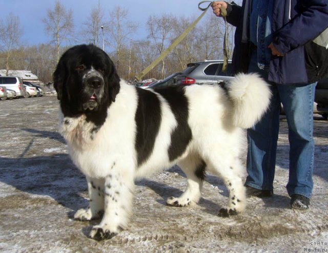 Фотография № 117267