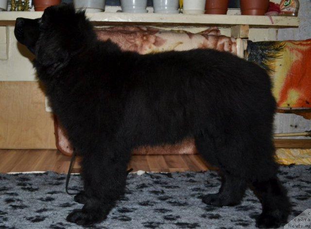 Фото: ньюфаундленд YAvnaya Krasota (Явная Красота)