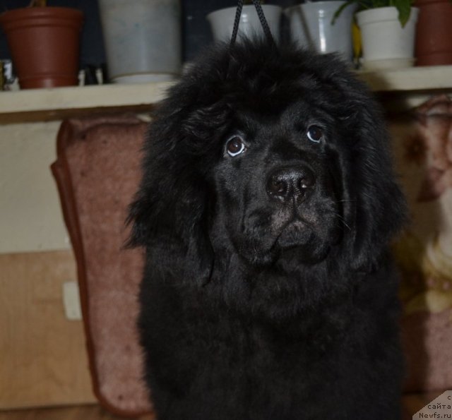 Фото: ньюфаундленд YAvnaya Krasota (Явная Красота)