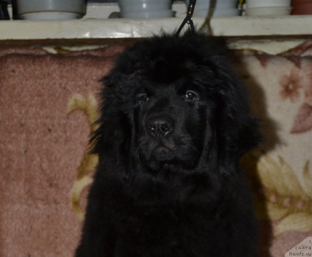 Фото: ньюфаундленд YAvnaya Krasota (Явная Красота)