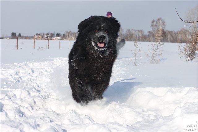 Фотография № 117275