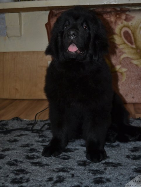 Фото: ньюфаундленд YAntarnaya Mechta (Янтарная Мечта)