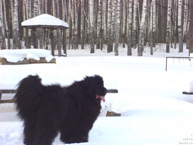 Фото: ньюфаундленд Baryishnya (Барышня)