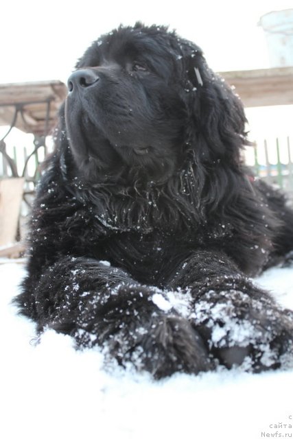 Фото: ньюфаундленд Z'Gift From YEbav (З'Гифт Фром Эбав)
