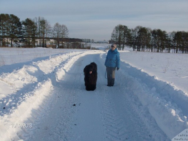 Фото: ньюфаундленд Baryishnya (Барышня), Galiya Gizatullina (Галия Гизатуллина)