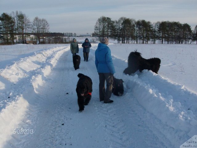 Фото: ньюфаундленд Baryishnya (Барышня), ньюфаундленд Kaiden Playful (Кайден Плейфул), Лора, Фрося и сопровождающие лица на прогулке