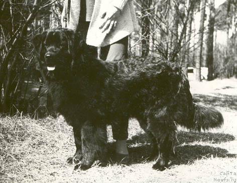 Фото: ньюфаундленд Serdjam Nikola (Серджам Никола)